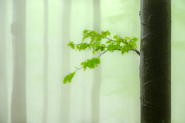 Wiosenna Gałąź Bukowa Zielonymi Liśćmi Mglistym Lesie Bukowym — Zdjęcie stockowe