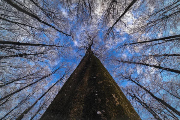 Вид Зимові Коронки Букових Дерев — стокове фото