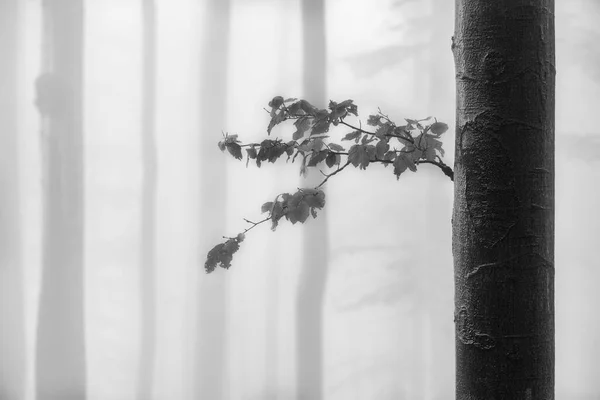 Vårbokgren Med Löv Den Dimmiga Bokskogen — Stockfoto