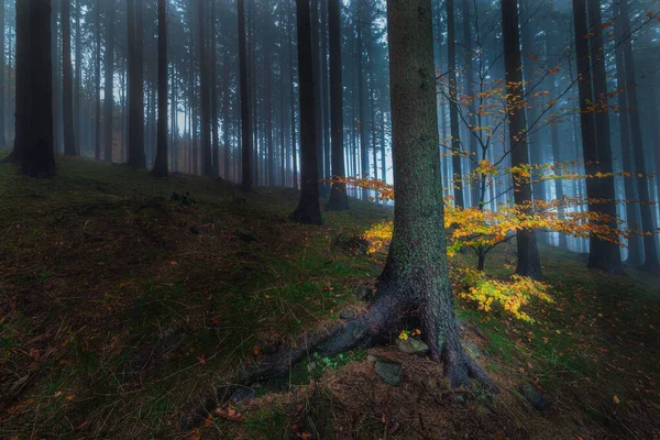 Herfst Uitzicht Het Sparrenbos Met Een Lommerrijke Beukenboom — Stockfoto