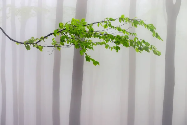 Branche Hêtre Printanier Aux Feuilles Vertes Dans Forêt Hêtres Brumeux — Photo