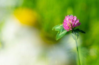A close-up view of a blooming clover flower in a meadow