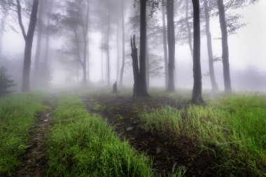 Summer beech forest with fog in the background