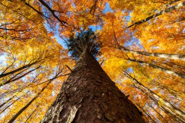 View into the crown of an autumn spruce tree in a beech forest