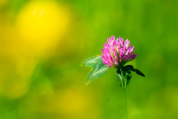 Close View Blooming Clover Flower Meadow — 图库照片