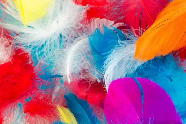 Close View Multicolored Goose Feathers — 스톡 사진