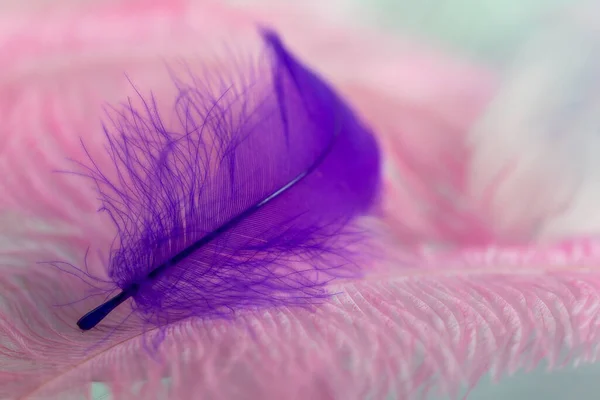 Close View Lying Goose Feather — 스톡 사진