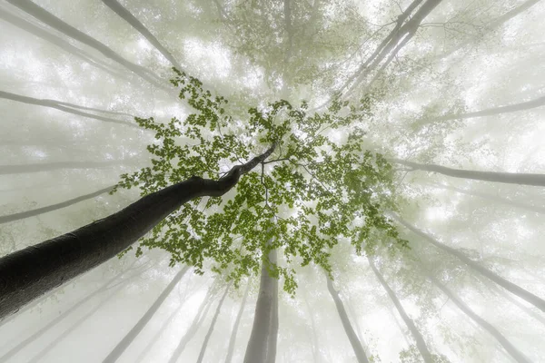 Foggy View Crowns Summer Beech Trees — Zdjęcie stockowe