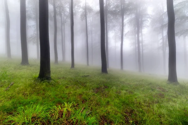 Summer Beech Forest Fog Background — Photo