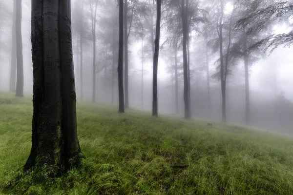 Летний Буковый Лес Туманом Заднем Плане — стоковое фото