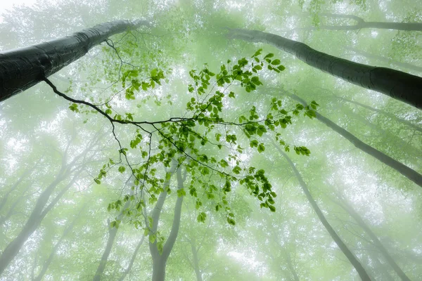 Foggy View Spring Beech Forest Branch Leaves — Zdjęcie stockowe