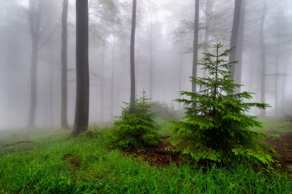 Summer Beech Forest Fog Background Royaltyfria Stockbilder