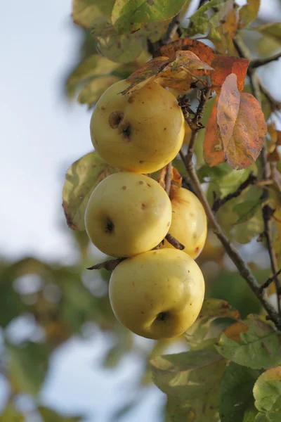 Las manzanas de maduración tardía en otoño . — Foto de Stock