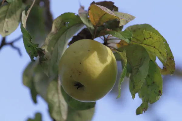 Ein Apfel der ganzen Saison. — Stockfoto