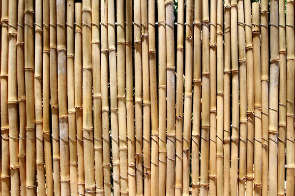 Bambu — Stockfoto