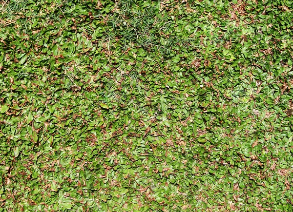 Grässtruktur — Stockfoto