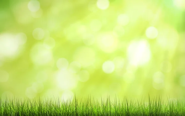 green grass and sunlight