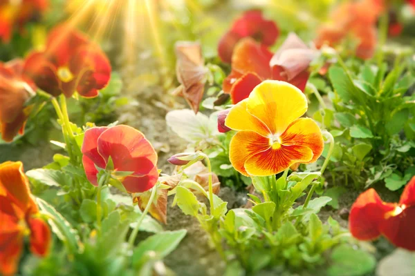 Flores de primavera — Fotografia de Stock