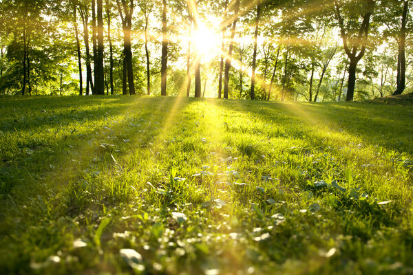 Luz del sol en el bosque verde — Imagen de stock Luz del sol en el bosque verde Imagen De Stock
