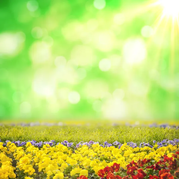 Fundo de flores — Fotografia de Stock