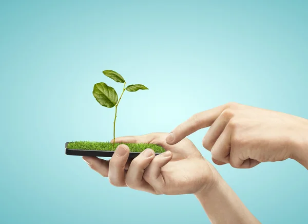 Teléfono móvil con planta —  Fotos de Stock