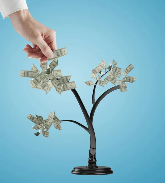 Hand creates dollars tree — Stock Photo, Image