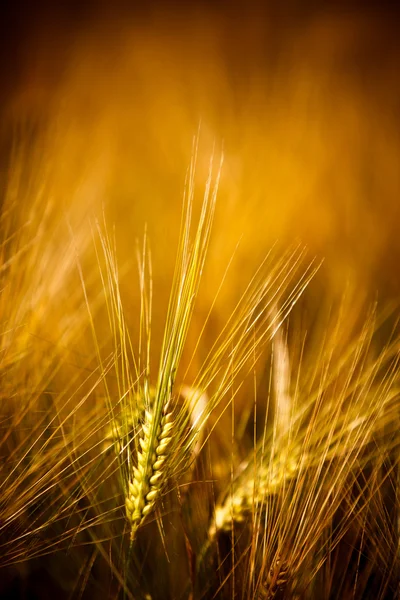 Champ de blé doré — Photo