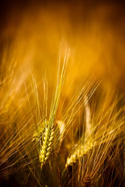 Gouden tarweveld — Stockfoto