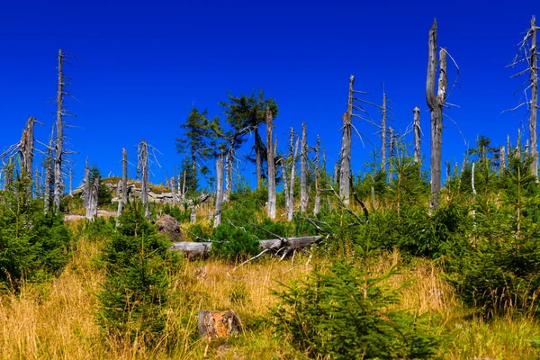 Orman kabukları böcek tarafından yok edildi. jizera mountains.