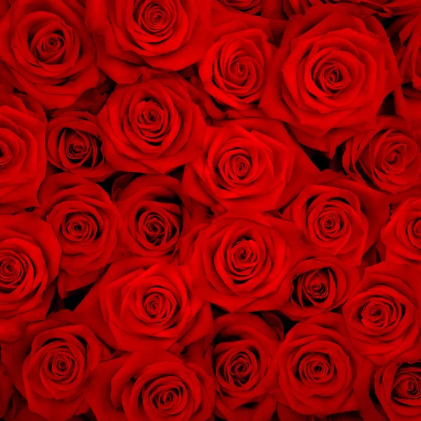 Um monte de rosas vermelhas — Fotografia de Stock