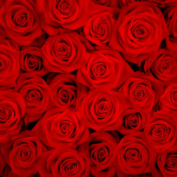 Gran mazzo di rose rosse Immagine Stock