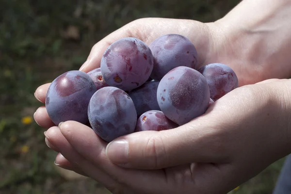 Ciruelas en las manos — Foto de Stock