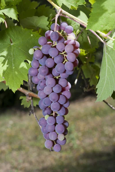 Uvas — Fotografia de Stock