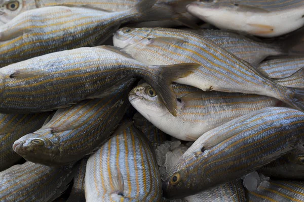 Fish at the market — Stock Photo, Image