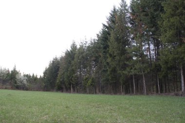 sonra yağmur ormanı