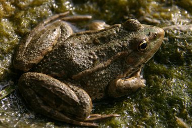 Wood Frog Closeup clipart