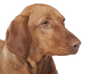 Vizsla köpek portre
