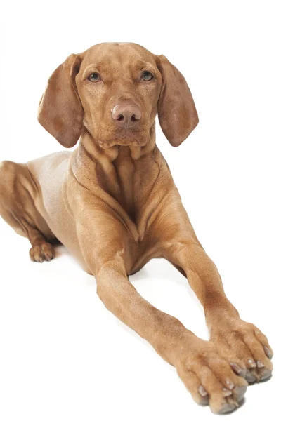 Vizsla (9 miesięcy) — Zdjęcie stockowe