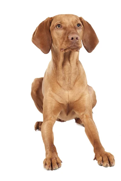 Hundvalp (sittande) (9 månader) — Stockfoto