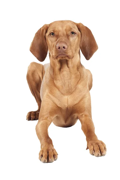 Vizsla (9 měsíců) — Stock fotografie