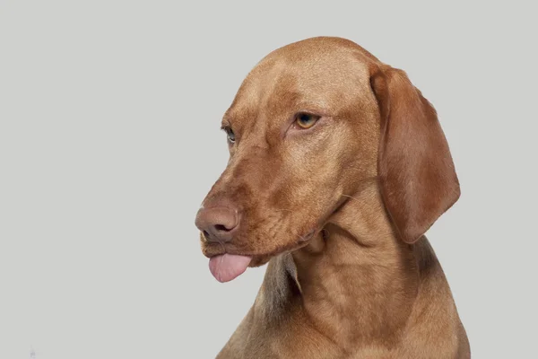 Vizsla dog portrait — Stock Photo, Image