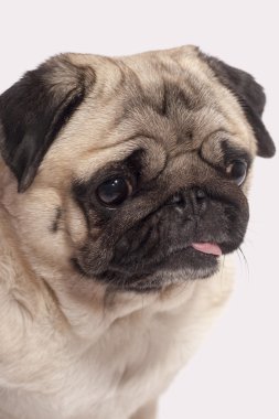 beyaz izole köpek paspas