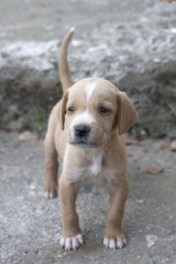 Sarı puppy açık havada