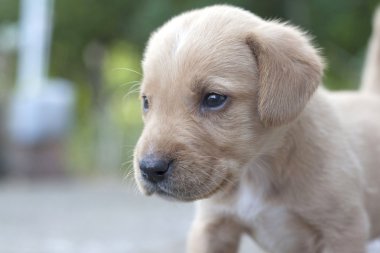 Sarı puppy açık havada portresi