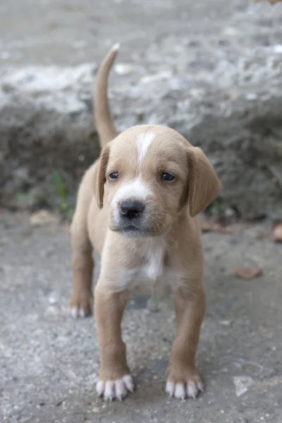 Gele pup buitenshuis — Stockfoto