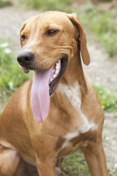 Porträtt bloodhound — Stockfoto