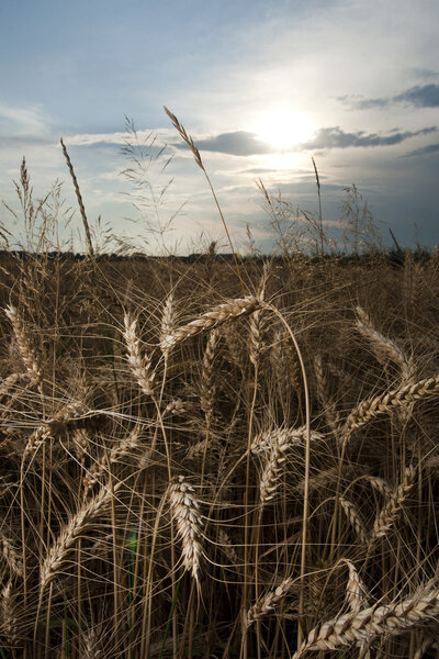 Wheat fields