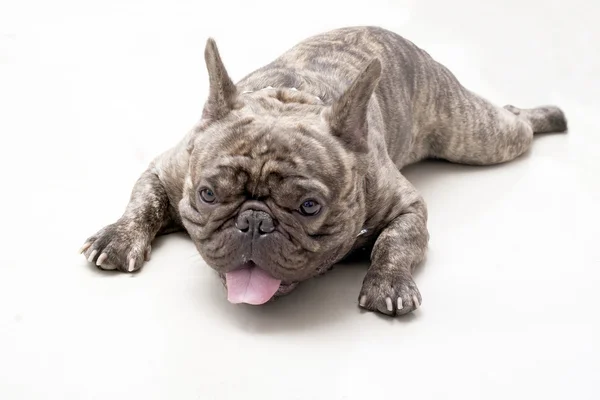 Franse bulldog — Stockfoto