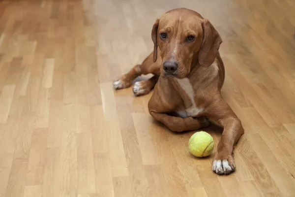 Cão esperando para jogar — Fotografia de Stock