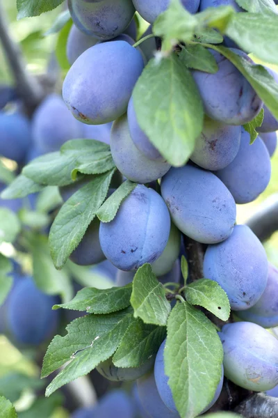 Plums group — Stock Photo, Image